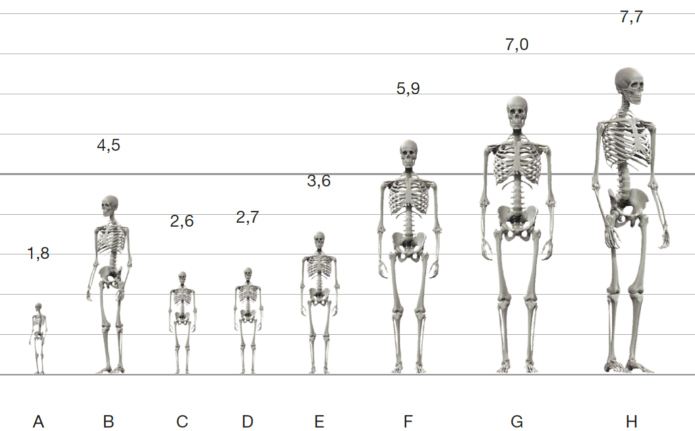giant height skeletons